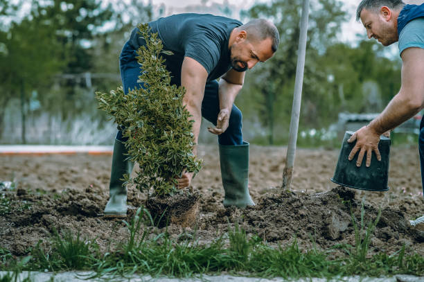 Best Emergency Tree Removal  in Fairplay, GA