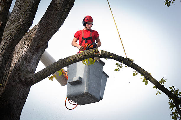 Best Fruit Tree Pruning  in Fairplay, GA