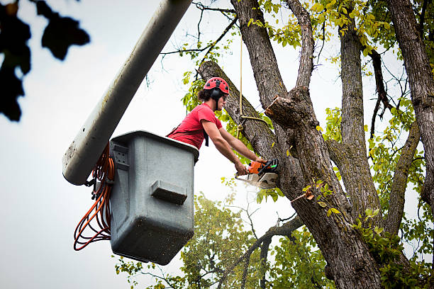 Reliable Fairplay, GA Tree Removal Solutions